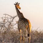 Etosha am Morgen