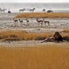 Etosha