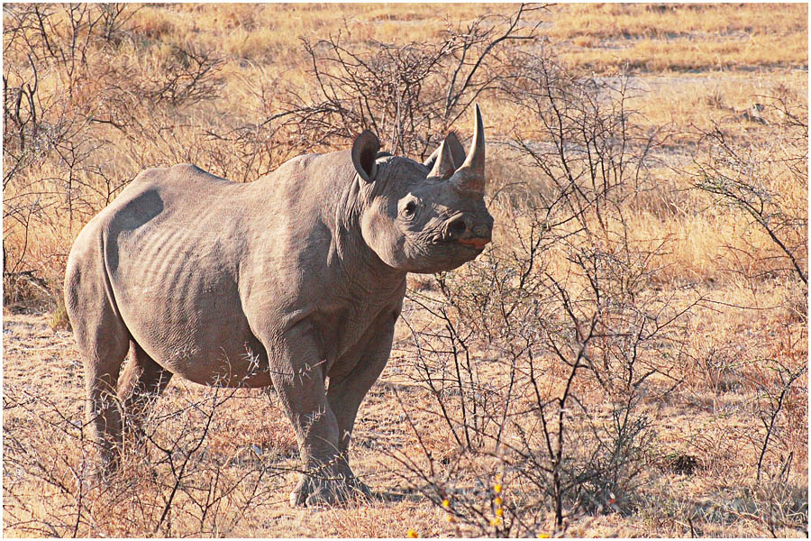 Etosha - Black Rhino