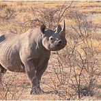 Etosha - Black Rhino