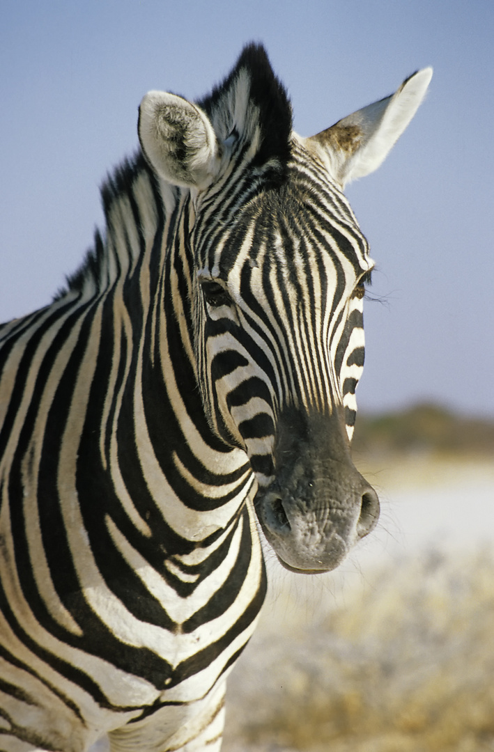 Etosha - Burchell's zebra