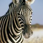 Etosha - Burchell's zebra