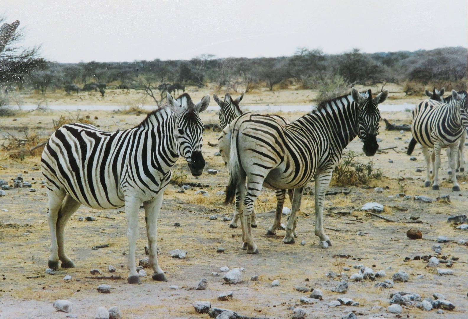 Etosha