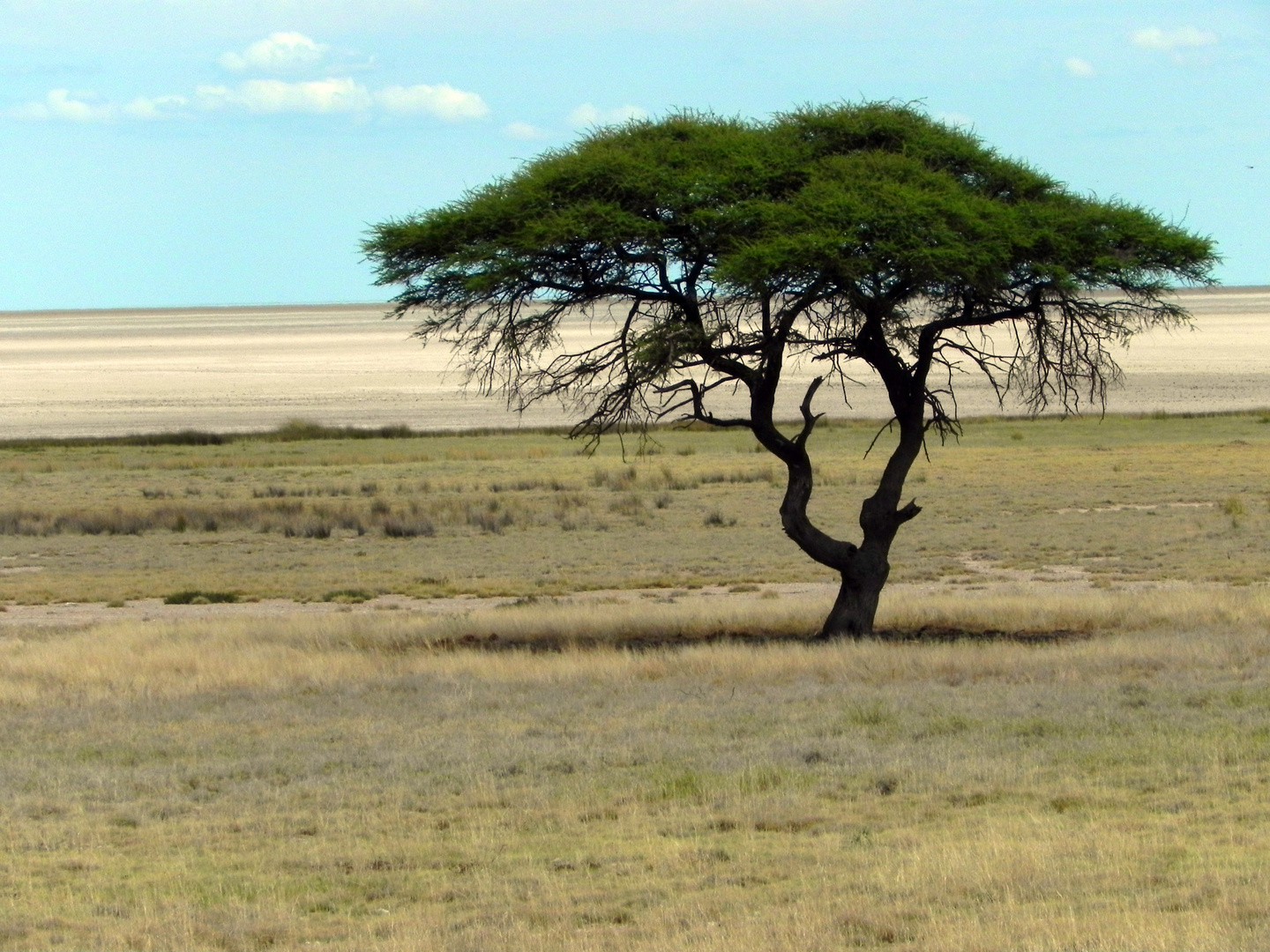 Etosha