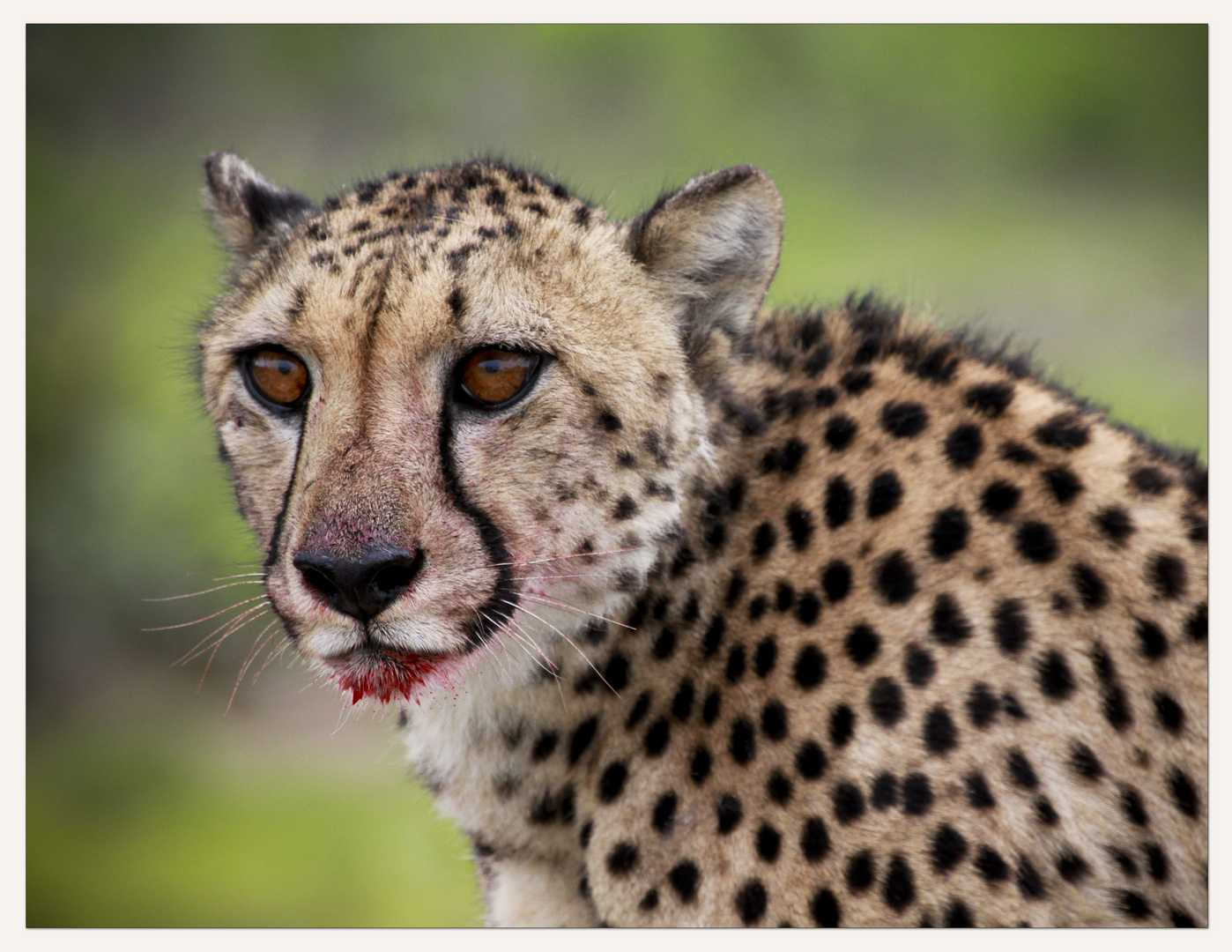 Etosha Cheetah 1