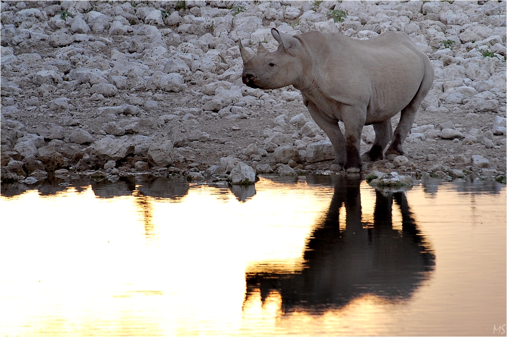 Etosha