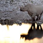 Etosha