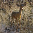 Etosha - Dikdik