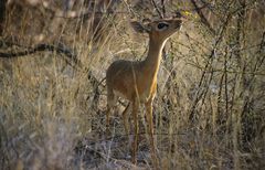 Etosha - Dikdik