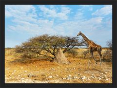 Etosha Ebene