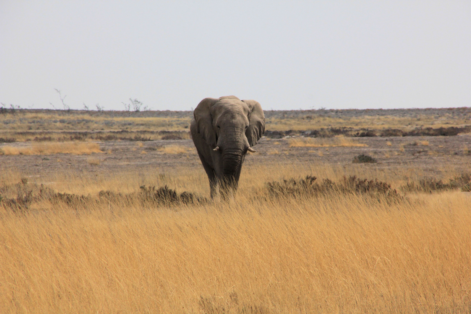 Etosha-Elefant