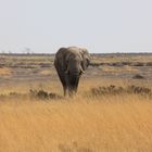 Etosha-Elefant