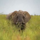 etosha elefant