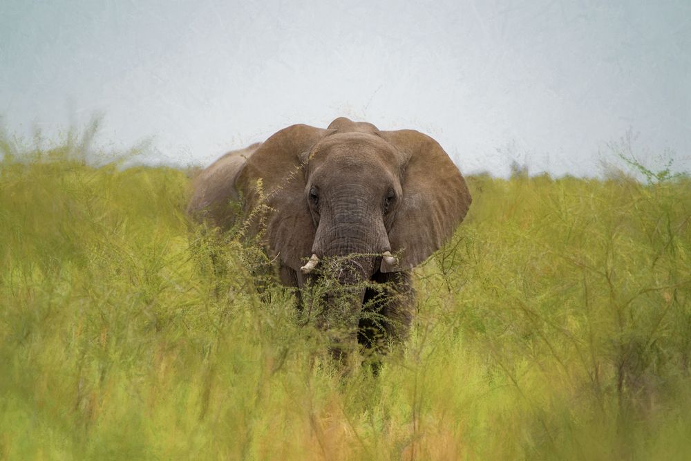 etosha elefant