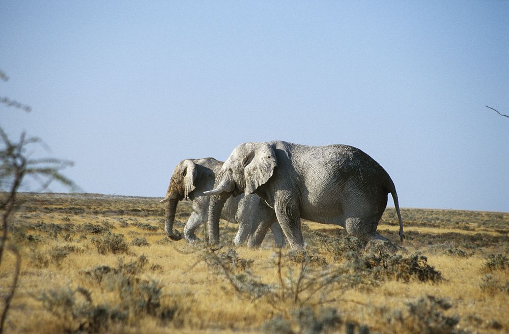 Etosha- Elefanten