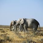 Etosha- Elefanten