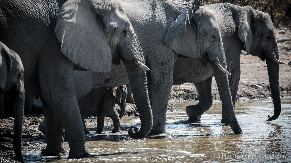 etosha elephants