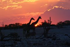 ETOSHA