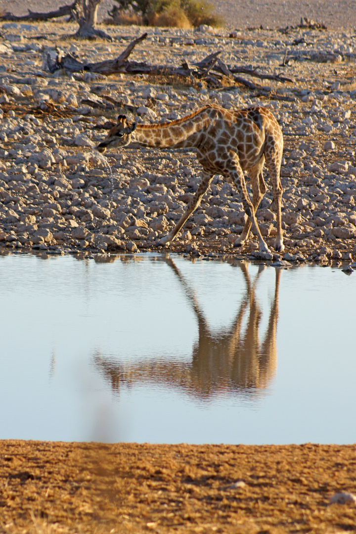 etosha