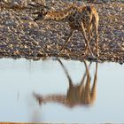 etosha