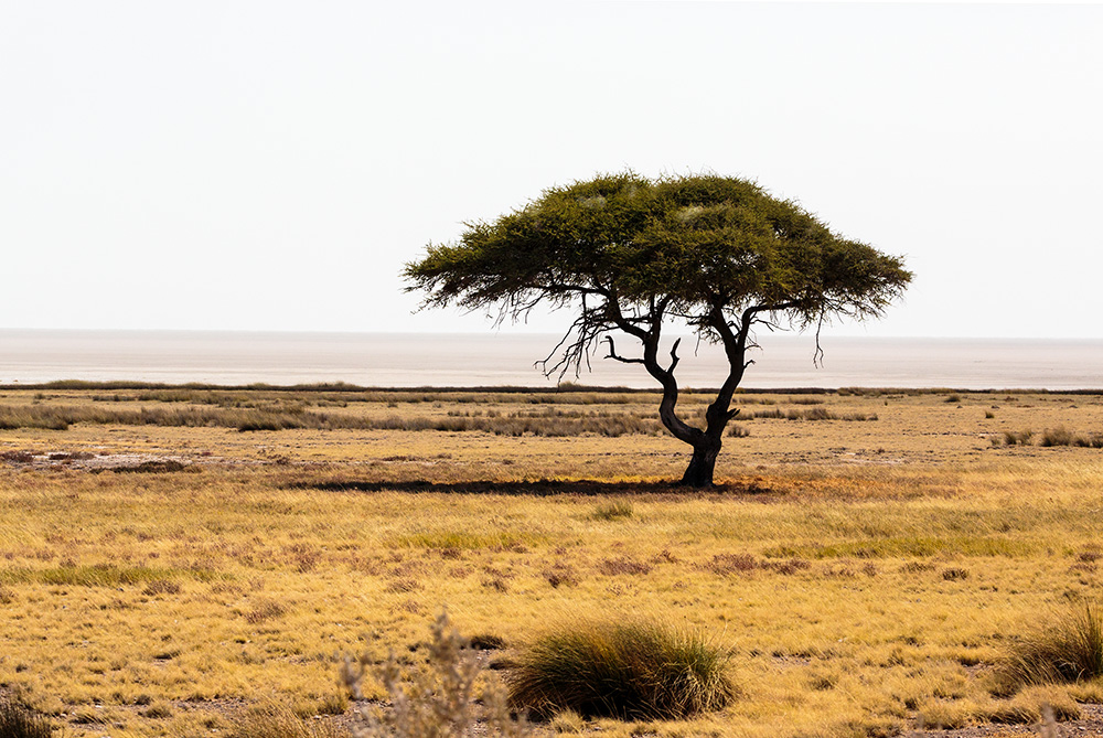 ETOSHA