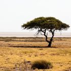 ETOSHA