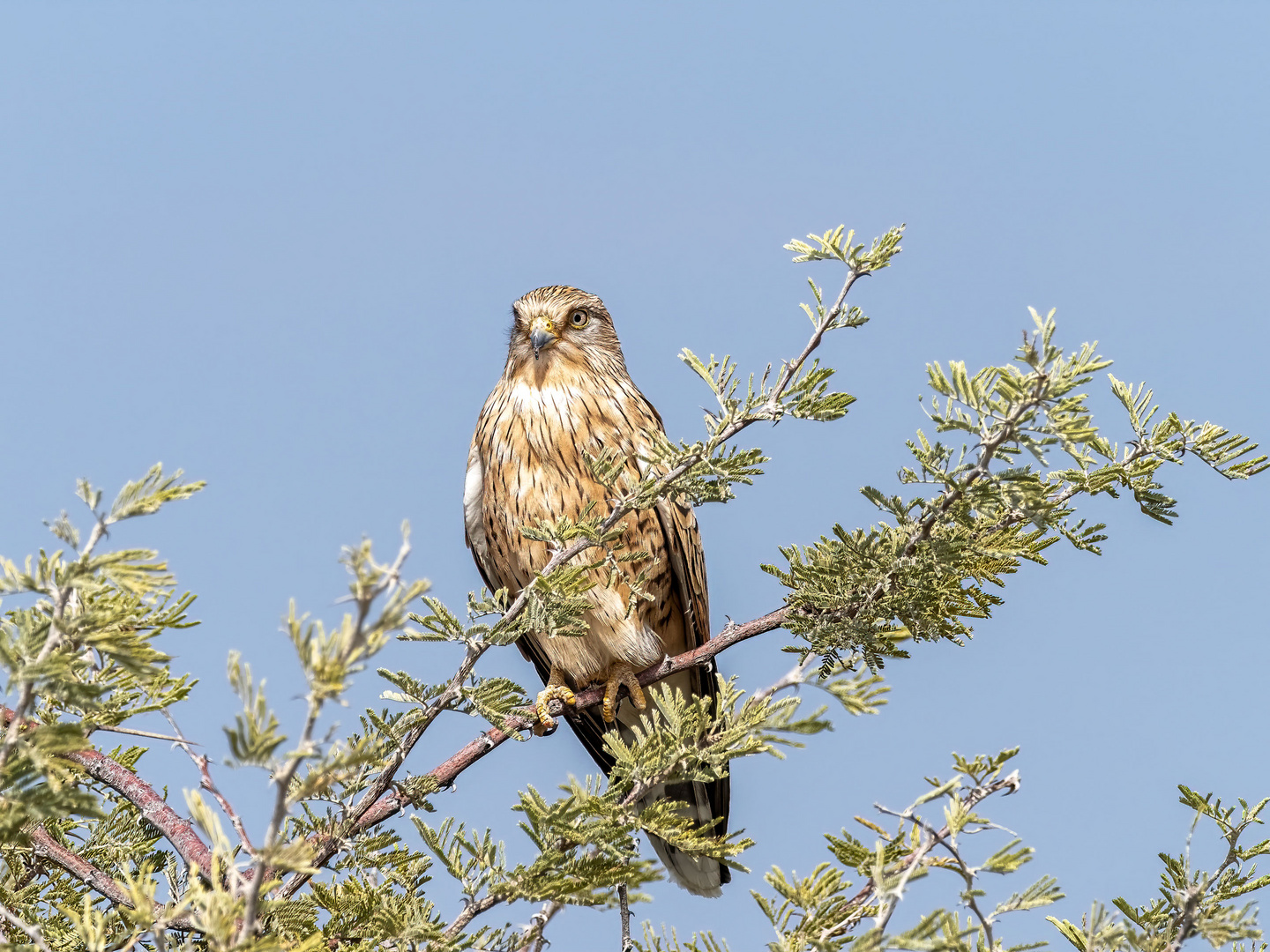 Etosha Falke