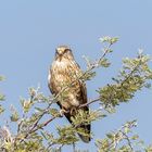 Etosha Falke