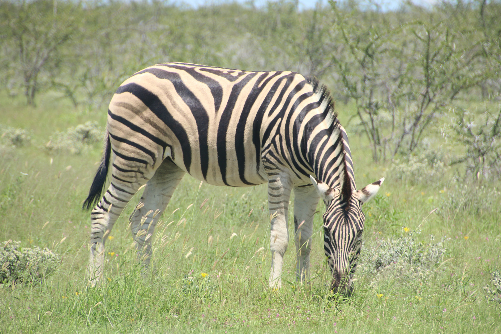  Etosha