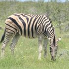  Etosha