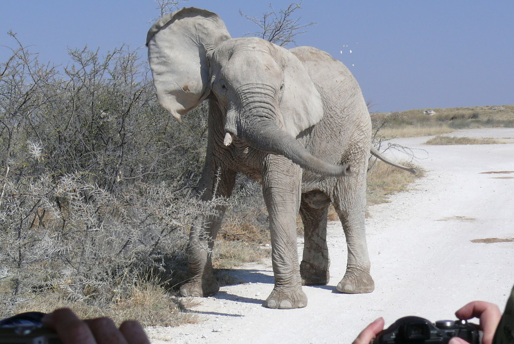 Etosha - Ganz nahe - ein junger Elefant