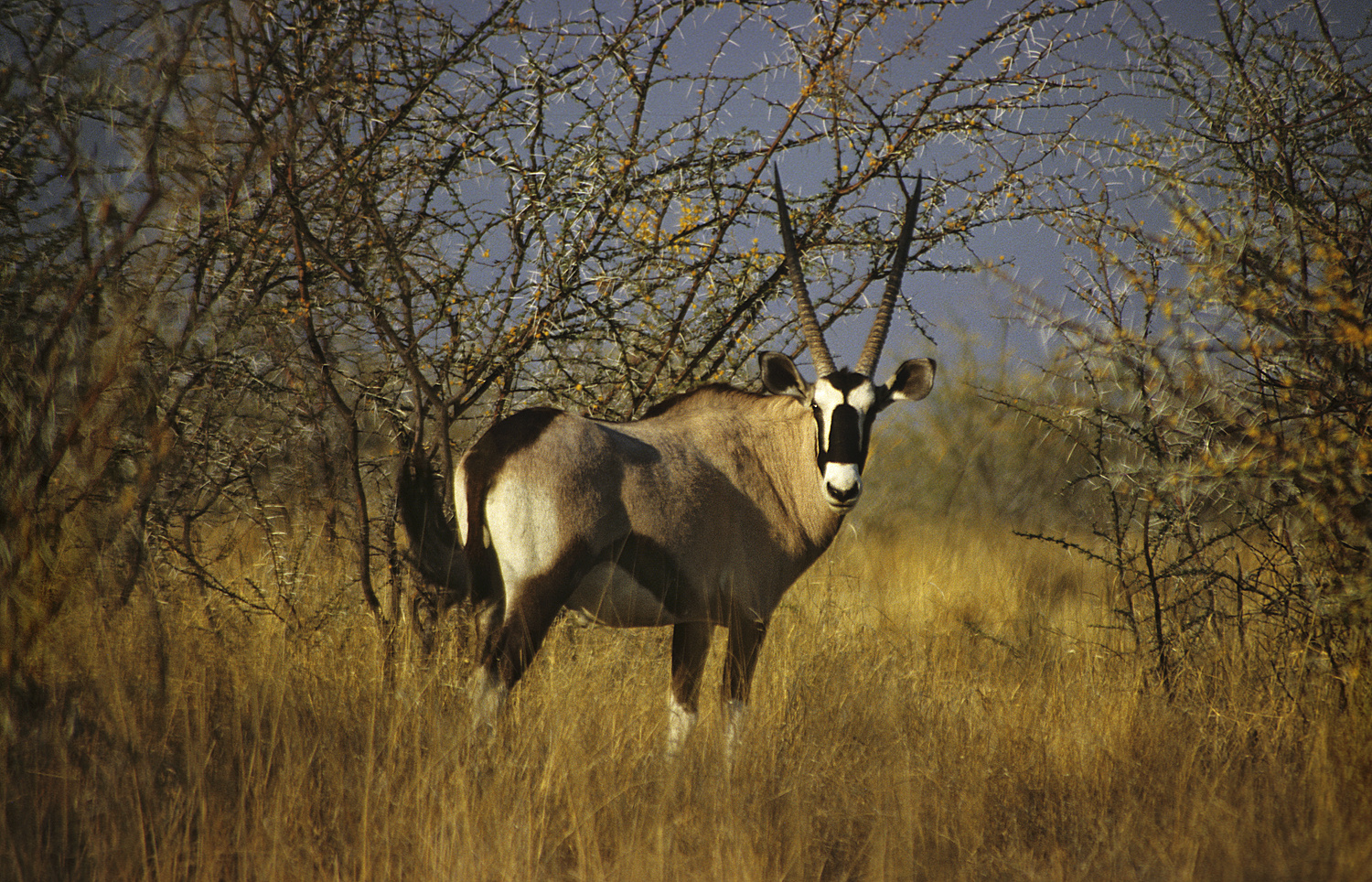 Etosha - Gemsbok