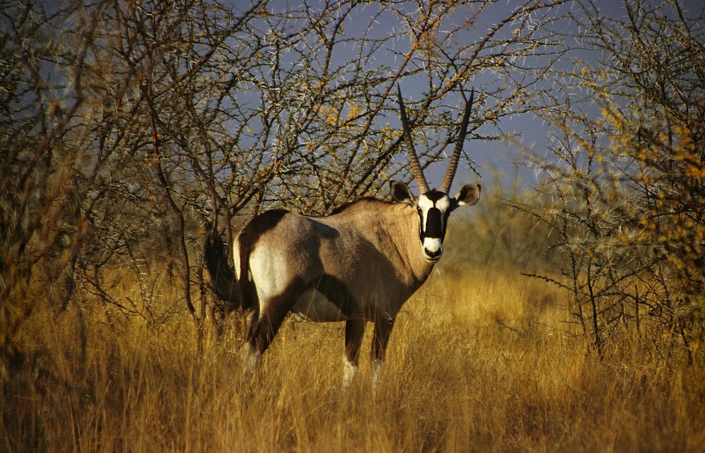 Etosha - Gemsbok