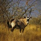 Etosha - Gemsbok