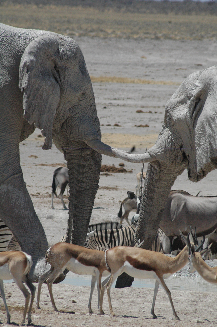 Etosha Gentle Giants