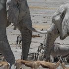 Etosha Gentle Giants