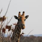 Etosha-Giraffe