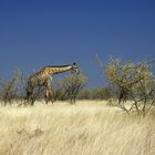 Etosha Giraffe