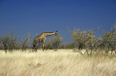 Etosha Giraffe