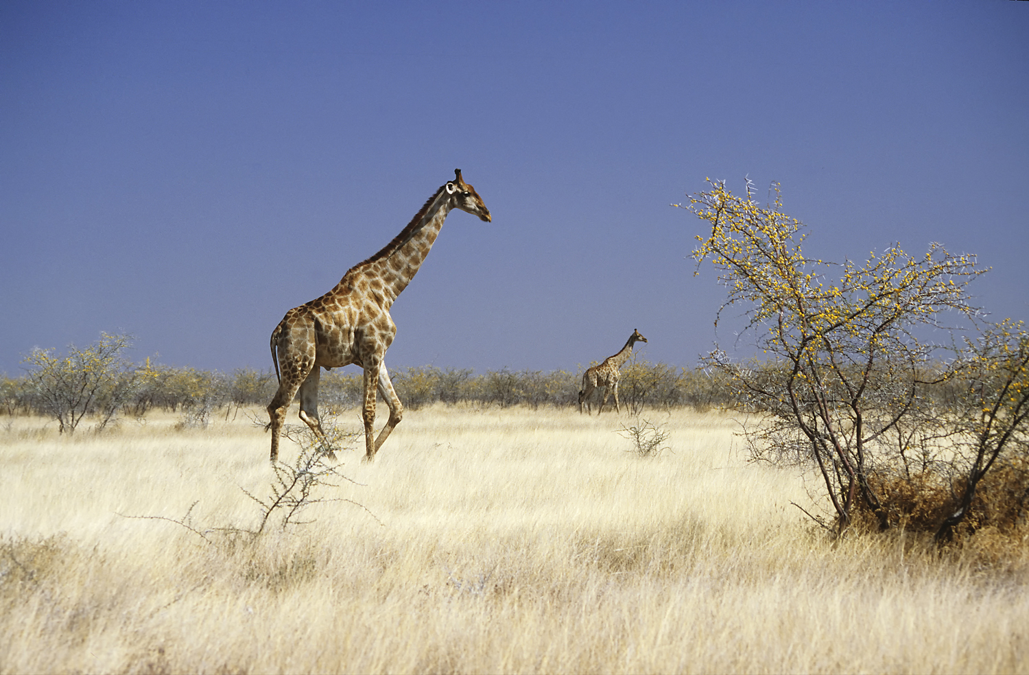 Etosha - Giraffen