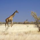 Etosha - Giraffen