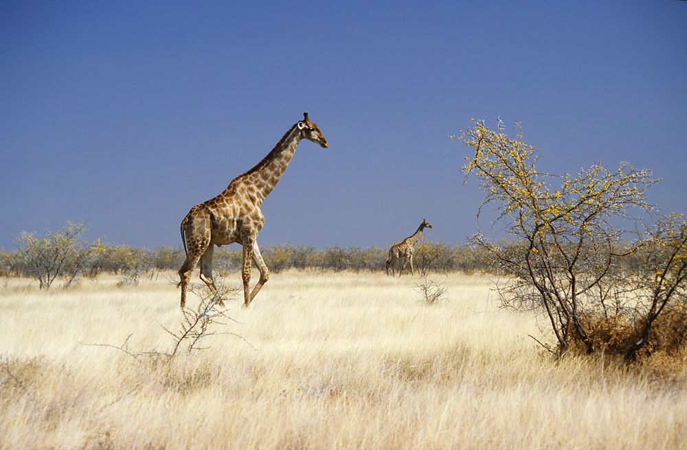 Etosha - Giraffen