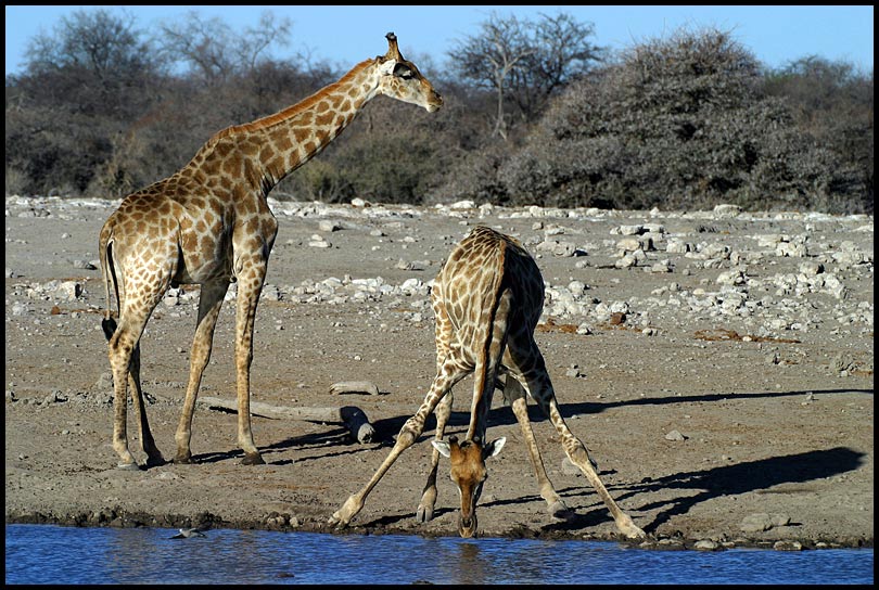 Etosha Giraffen