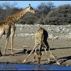 Etosha Giraffen