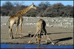 Etosha Giraffen