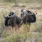 Etosha Gnus