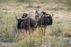 Etosha Gnus