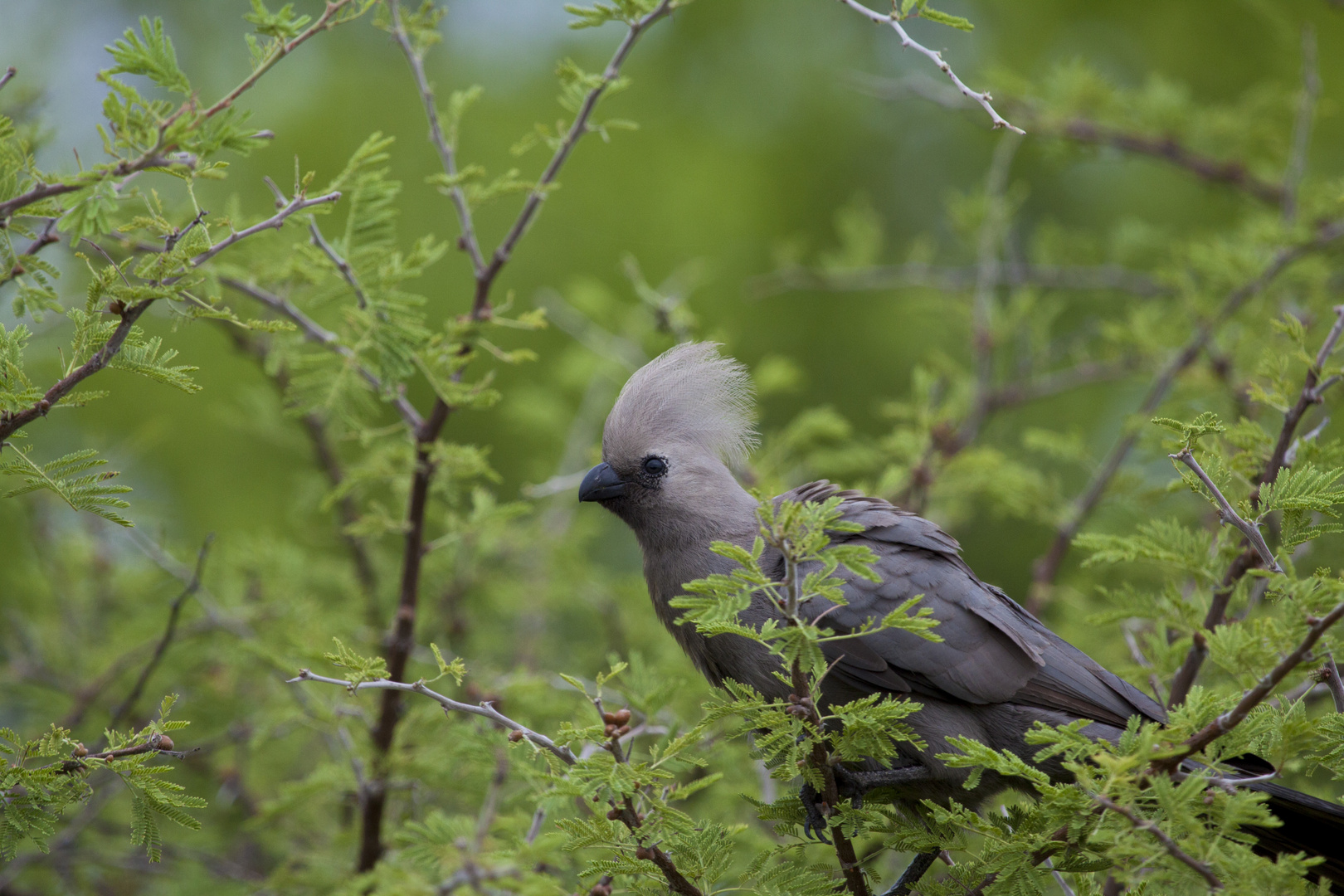 Etosha Graulärmvogel