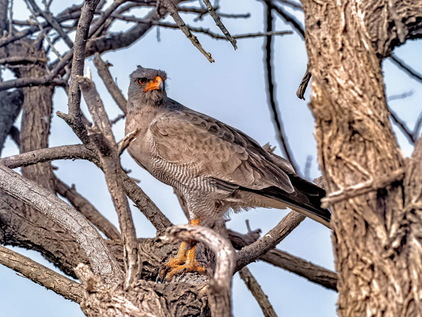 Etosha Habicht