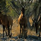 Etosha - Hartebeest